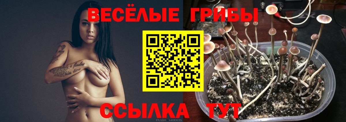 сколько стоит  Галлюциногенные грибы Psilocybine cubensis  Нижний Новгород  Вход с VPN  Псилоцибиновые грибы прущие грибы 